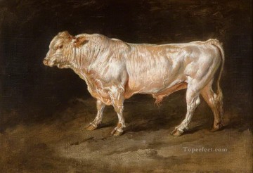 Stier Kuh Rinder Werke - Kuh 14